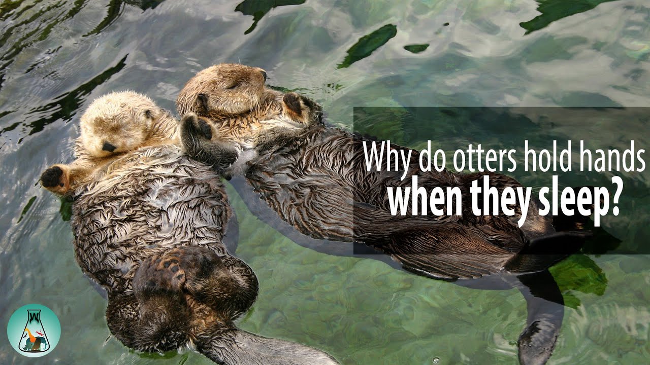 Why do otters hold hands when they sleep?
