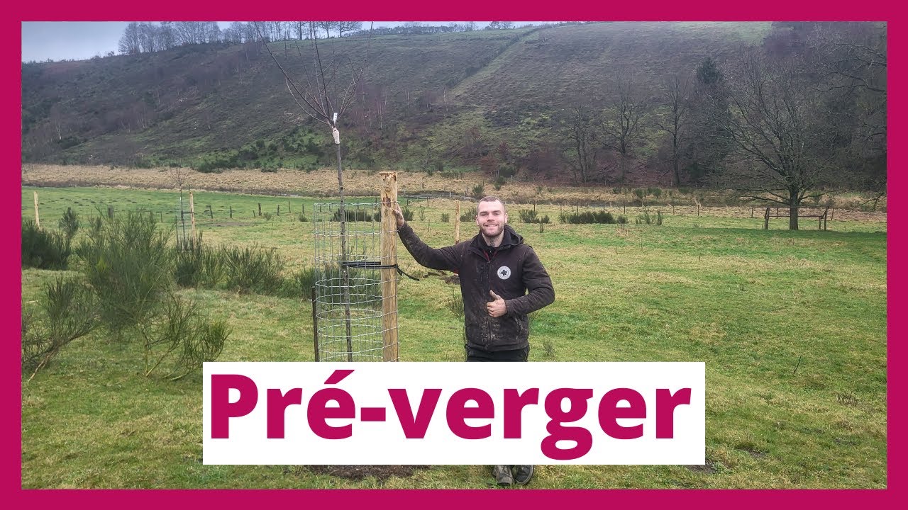 Plantation d'arbres fruitiers hautes-tiges pour créer un pré-verger pâturé