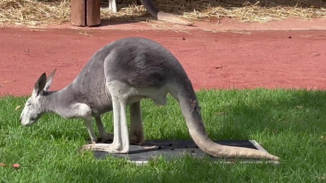 Kangaroos in Healesville Sanctuary (Victoria- Australia), 28Mar'25