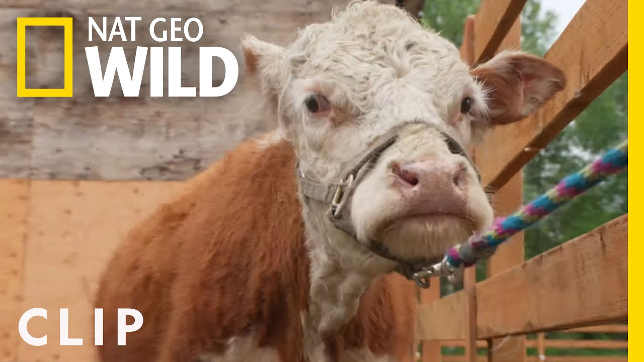 Mini cow pregnancy check | Dr. Oakley, Yukon Vet | Nat Geo Wild