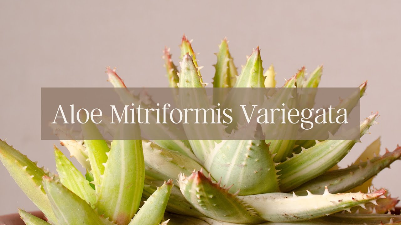Aloe Mitriformis Variegata //𝐒𝐮𝐜𝐮𝐥𝐞𝐧𝐭𝐚𝐬 𝐚𝐥 𝐃𝐞𝐬𝐧𝐮𝐝𝐨 😉🌵 - 𝐄𝐩. 𝟎𝟕⁣⁣