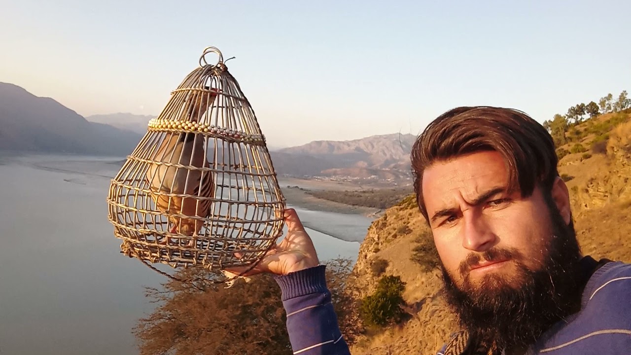 Male chakor voice hunt darband hazara....