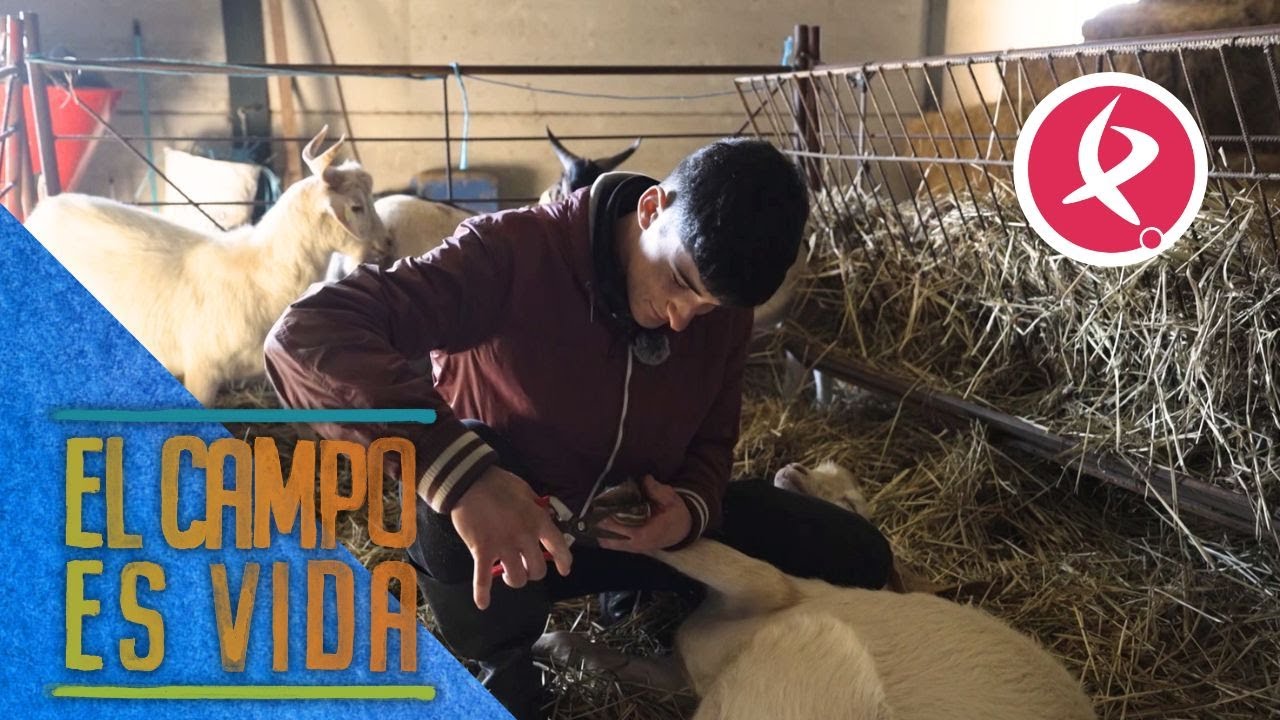 Jose le recorta las pezuñas a uno de sus machos | El campo es vida