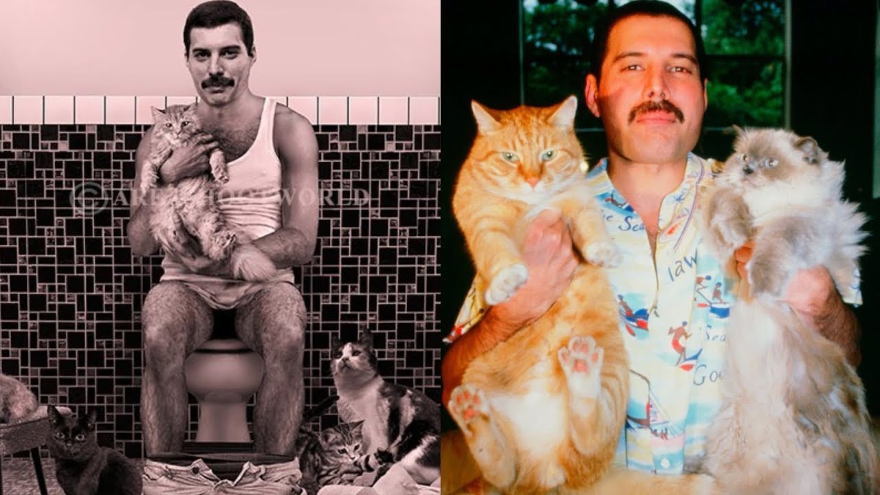 Фредди Меркьюри и его кошки
