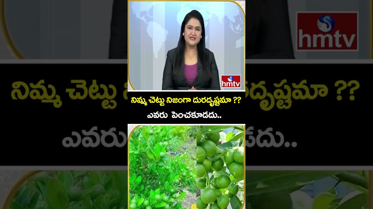 TO THE POINT : నిమ్మ చెట్టు నిజంగా దురదృష్టమా ??ఎవరు  పెంచకూడదు.. | hmtv