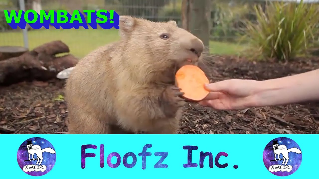 The Best and Cutest Wombat Video!