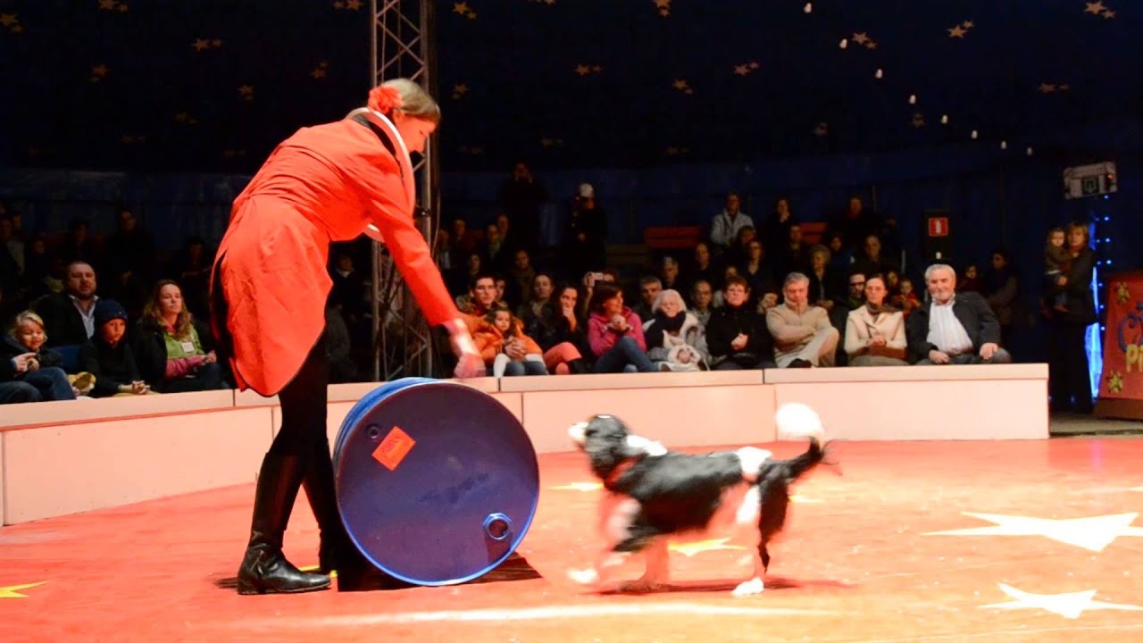 Circus Picolini - 50 jaar Bloeiende Kerselaar