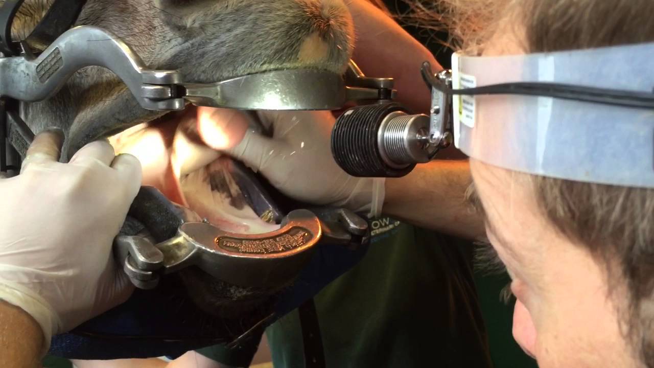 Equine Oral Exam Part 2
