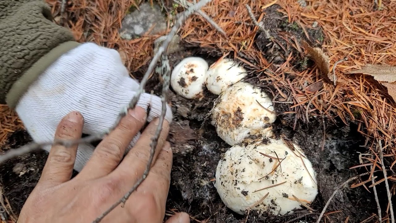 Tìm Nấm Tùng Nhung Hái Ổ Ổ Hái Đã Tay - Trúng Nhiều Ổ Nấm Pine Mushroom (Matsutake)