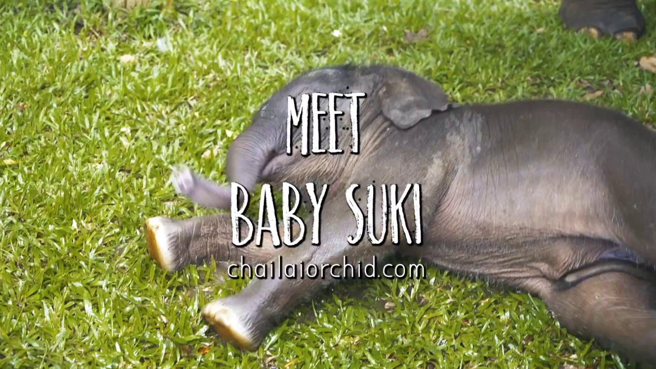 Baby elephant 