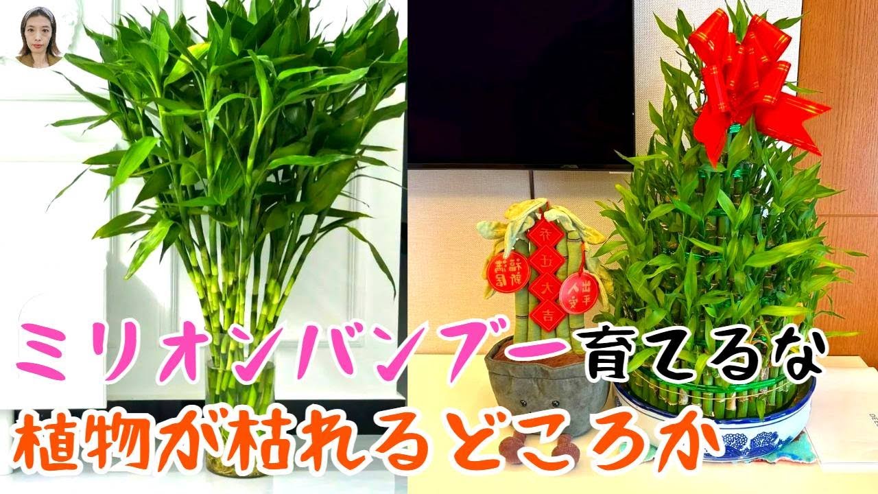 ミリオンバンブーを育てるな、植物が枯れるどころか、知らないと損！｜花子
