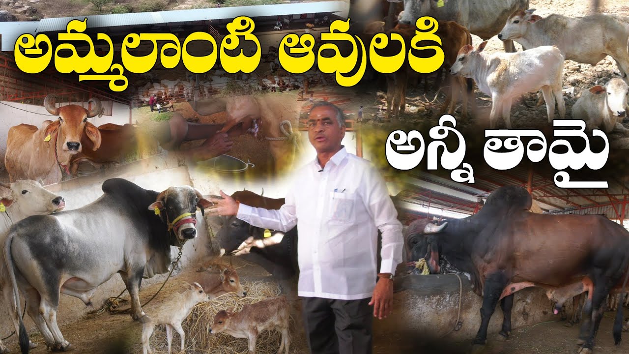 1000 ఆవులకి ఆవాసం | కోడెల రాజసం  | శ్రీ భ్రమరాంబ మల్లిఖార్జున స్వామి గోశాల | Goshala | Damodar Reddy