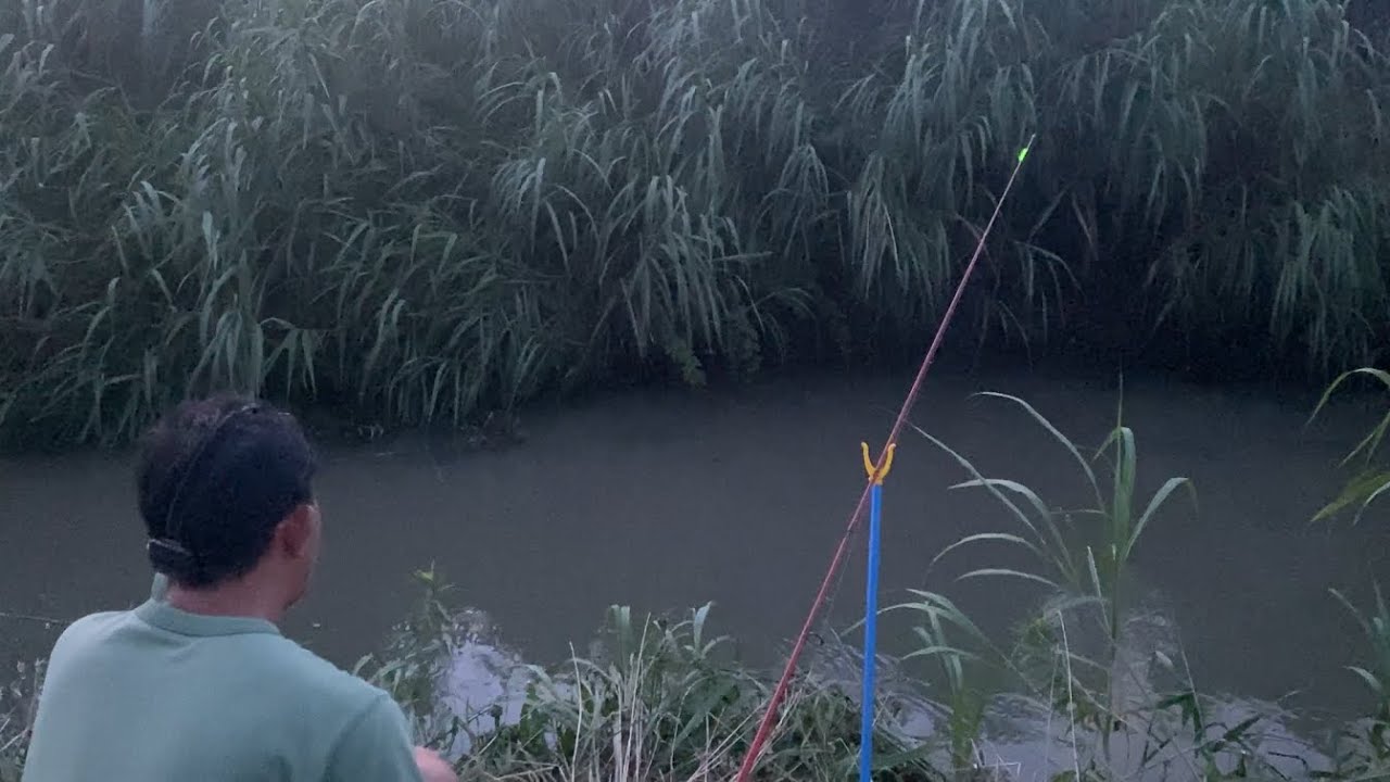 【うなぎ釣り】大雨の後はウナギもナマズも活性が高い。 #eel #catfishing