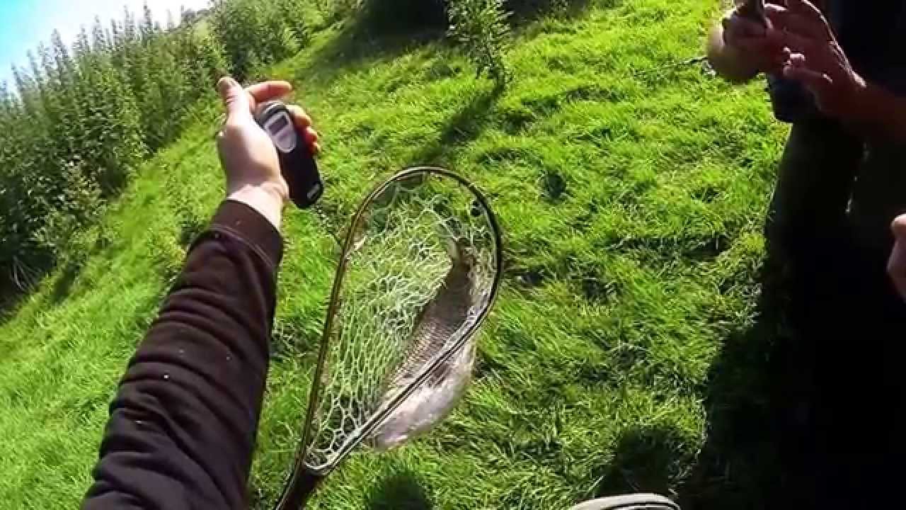 sapalas 2kg750g sverimas