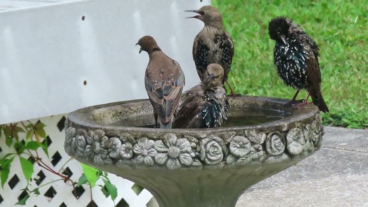 Summer Sights | Bird Bath Watching | Starlings