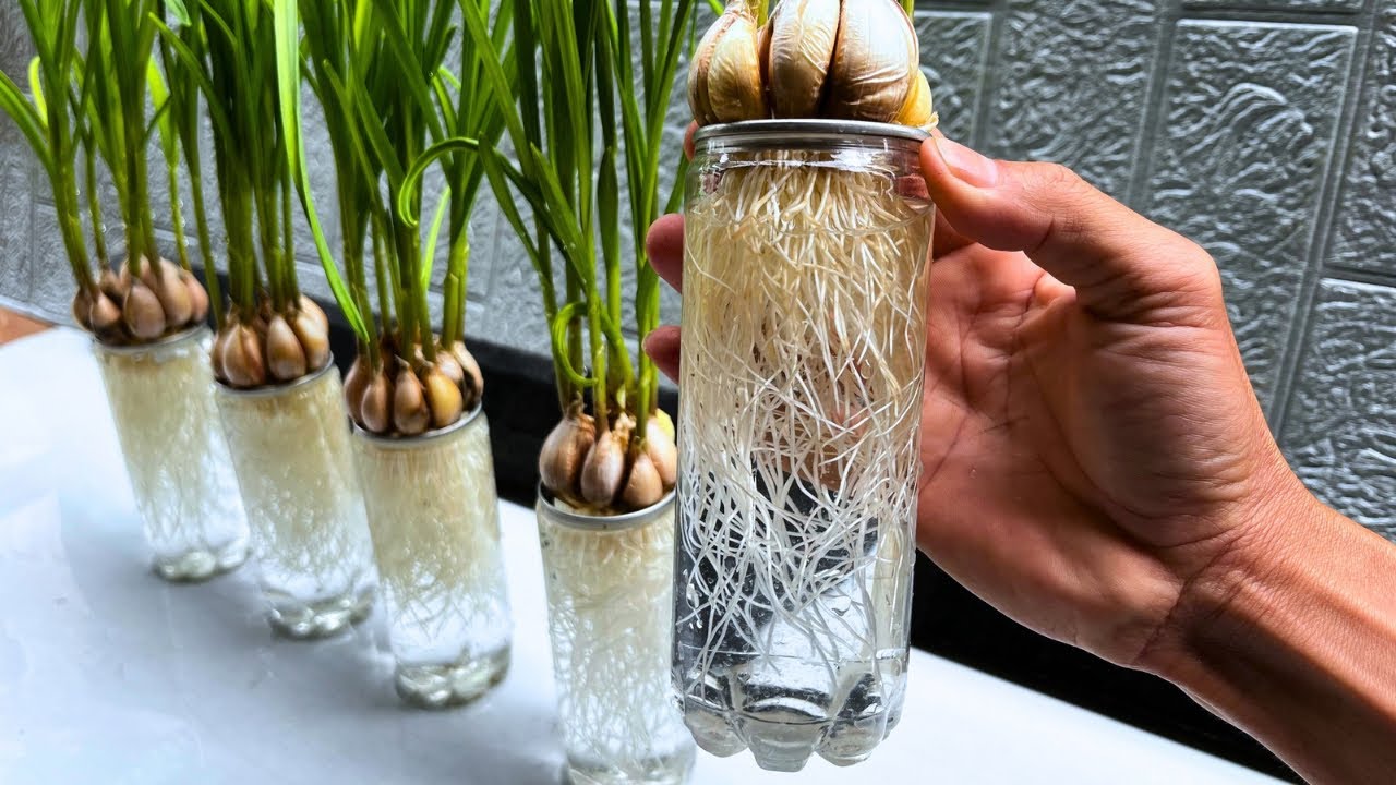 Garlic Sprouts in Water (No Soil, Clean Growth)