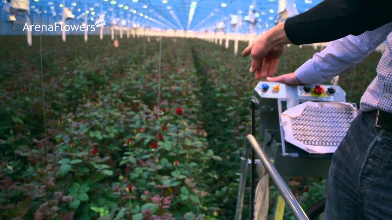 Amazing Red Roses Farm In The Netherlands
