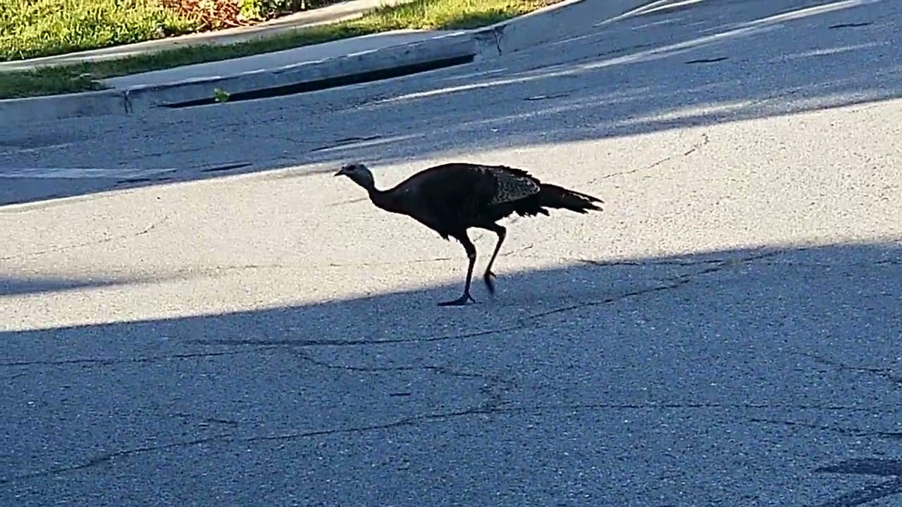 Lurkey neighborhood Turkey!