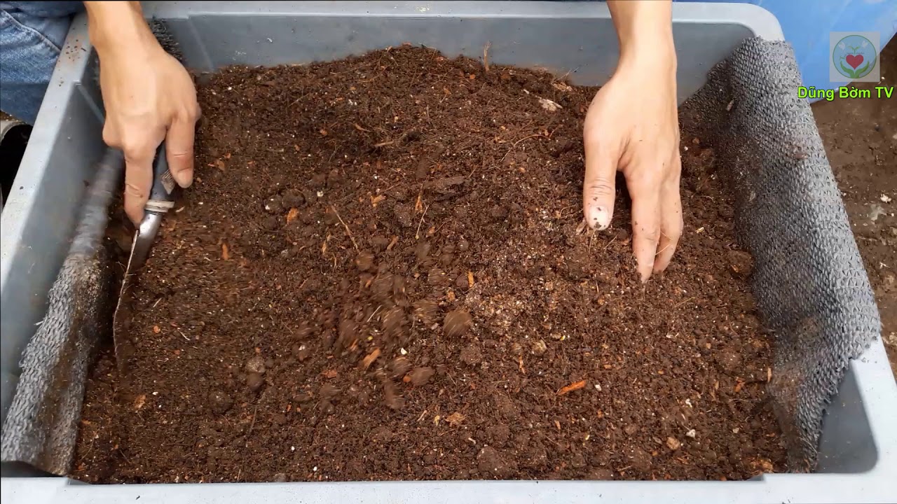 Cách Trộn Đất Và Gieo Hạt Dưa Lê, Dưa Lưới, Dưa Leo Để Có 1 Vụ Mùa Bội Thu