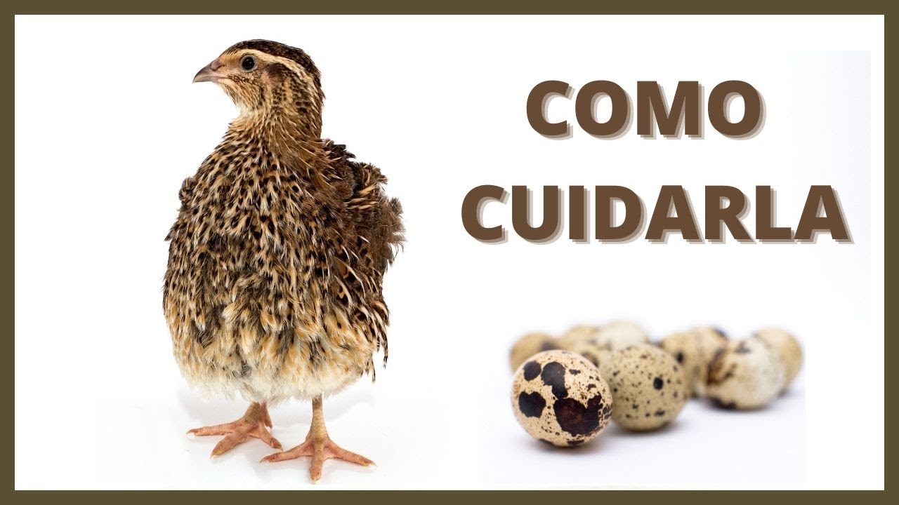 ✅ Como CUIDAR CODORNICES en CASA De Forma SENCILLA (CURSO DE CODORNICES) #03