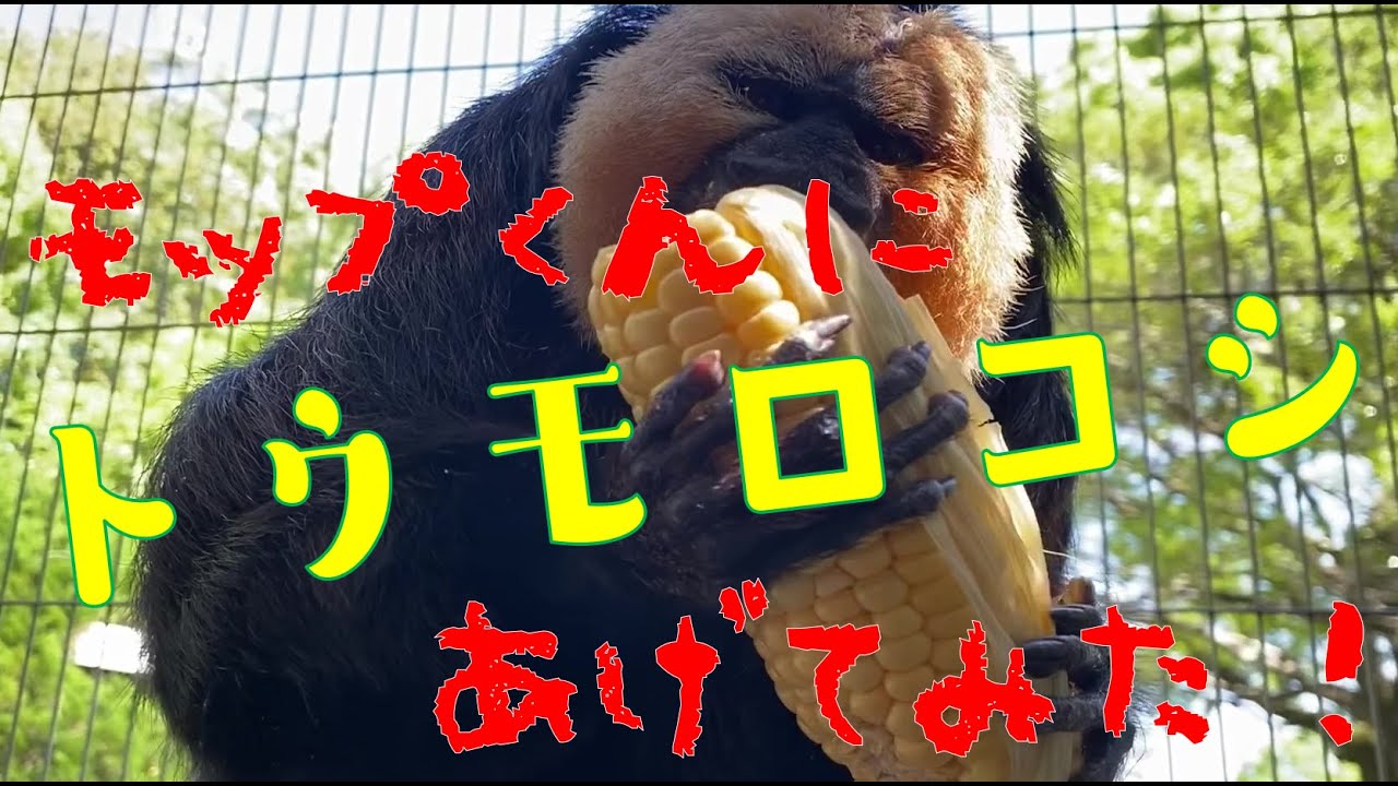 【今日のモップくん】モップくんvsとうもろこし(撮影日は5/13)