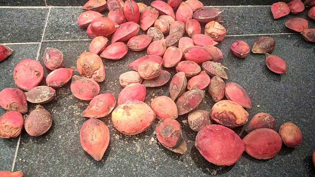 Badam Fruit Cutting | Farm Fresh 🚜🐄🌾 Almonds Fruit Cutting 🔪