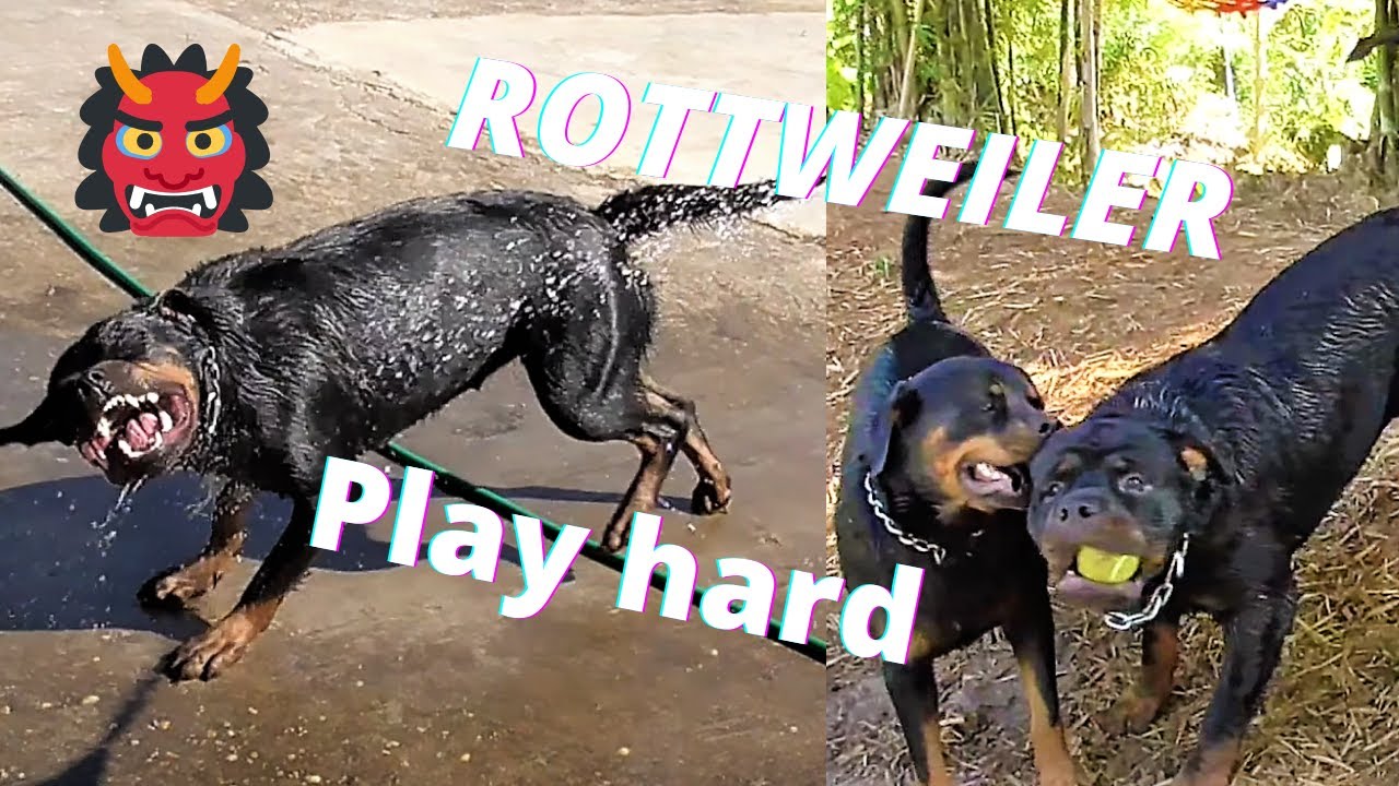 Thailand Ausgewandert. Rottweiler am spielen und toben. Es wird wild.