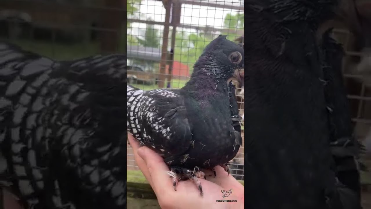 Young Blondinette Pigeon!!