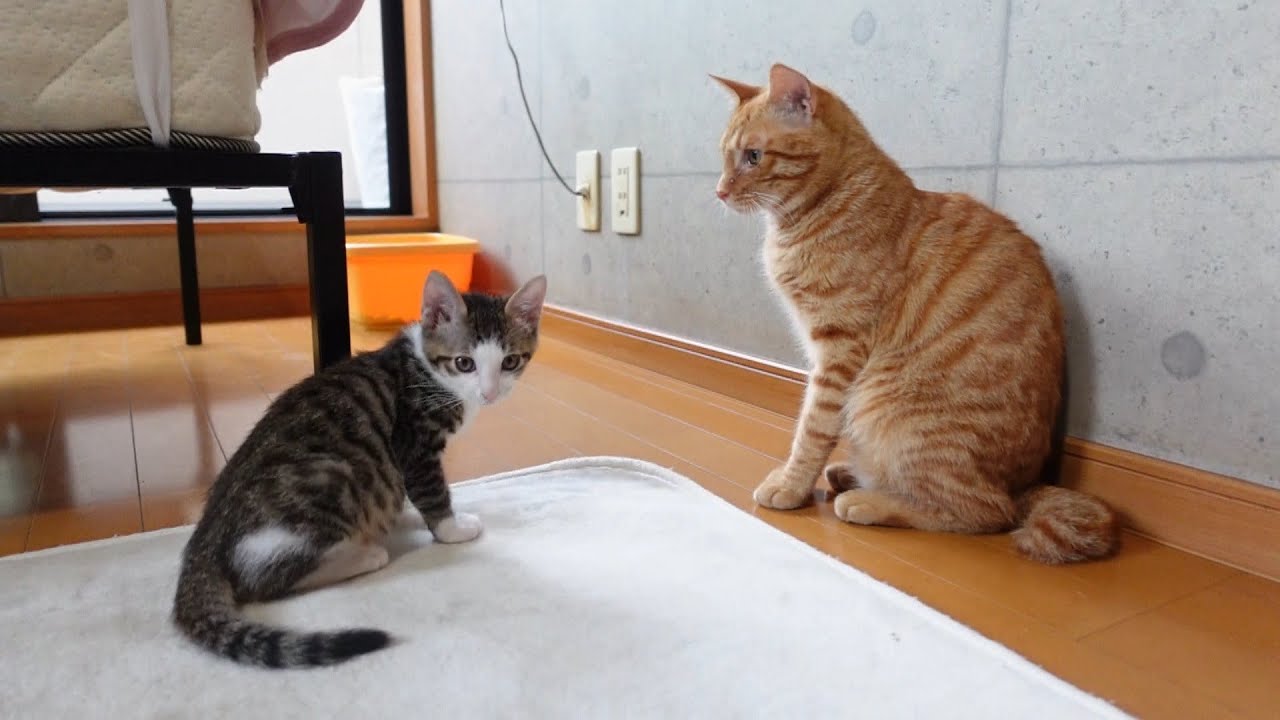 さく君とてるおじさん、お別れの朝の様子です