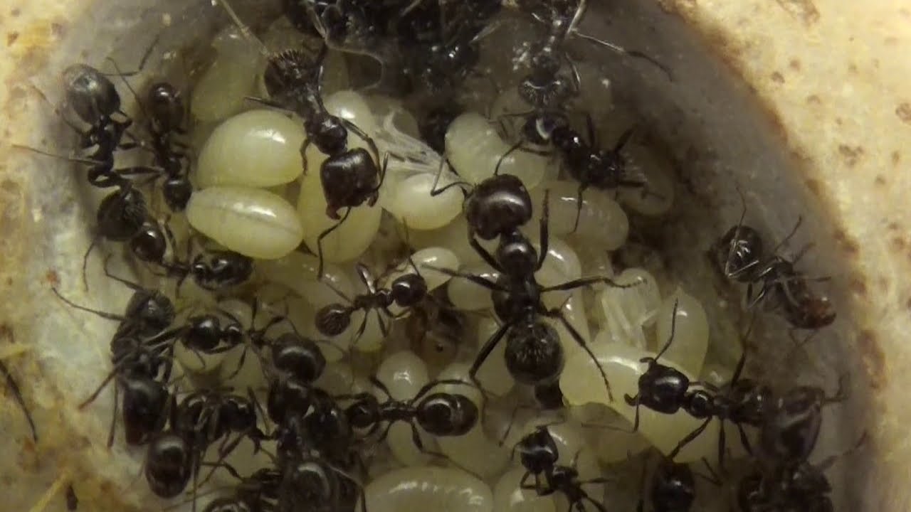 Blog Messor barbarus #7 - Observation, Infos et Nourriture