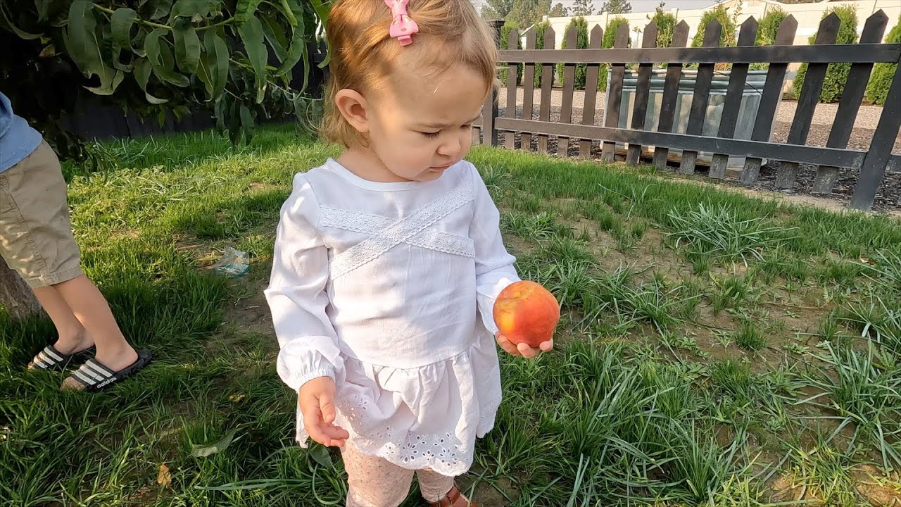 Picking Nectarines & Trimming Boxwoods! 🍑🌿✂️ // Garden Answer
