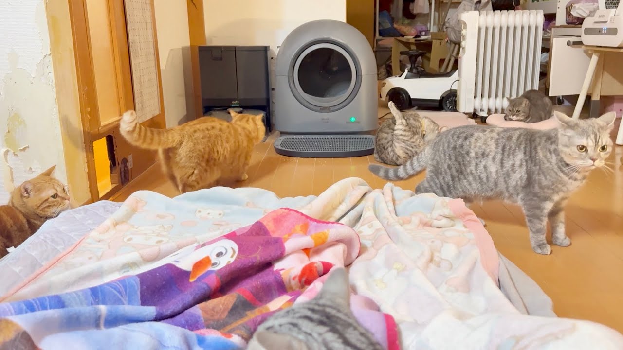 新春ねこもふ大運動会！