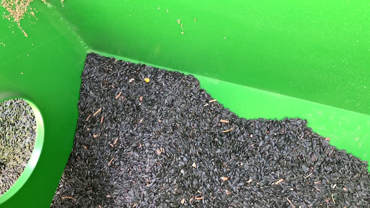 Planting Sunflowers & Buckwheat- Valtra A95 an Great Plains Drill