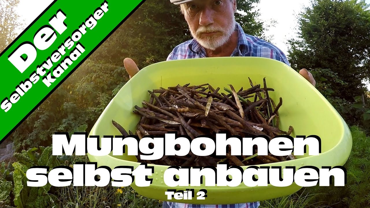 Mungbohnen selbst anbauen Teil 2