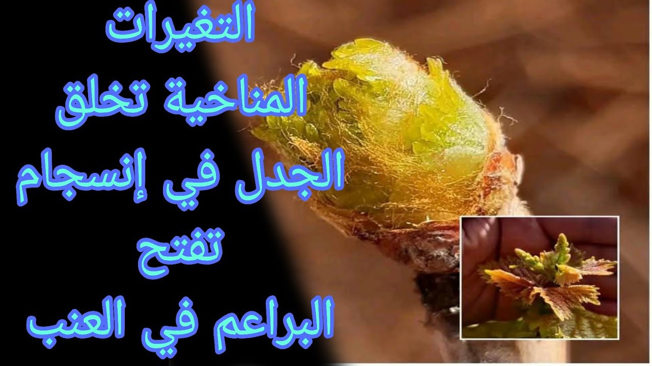 # التغيرات المناخية أثرت على إنسجام تفتح البراعم في العنب.....#