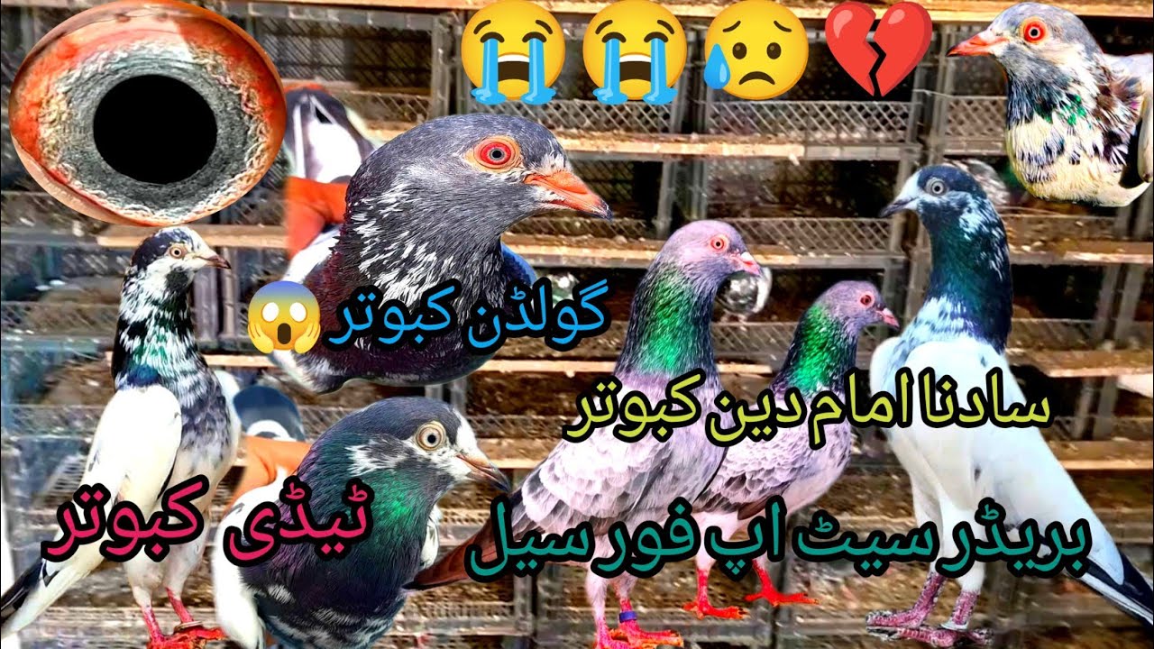 Golden Kabootar Taddy Kabootar Golden Kabootar Sadhna Kabootar#pigeon #bird 