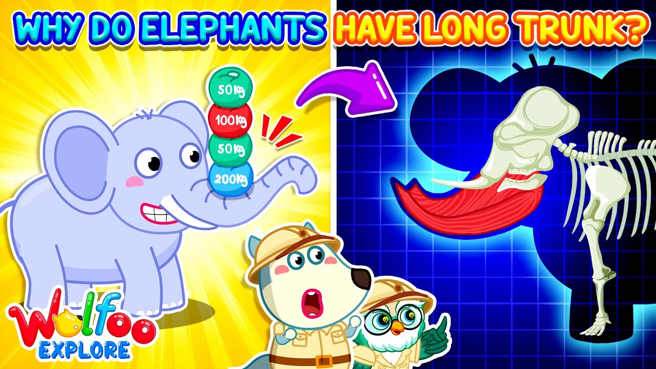 Why Is the Elephant’s Trunk So Strong? 🐘💪 Wolfoo Explore - Animals 🔍 Educational Videos for Kids