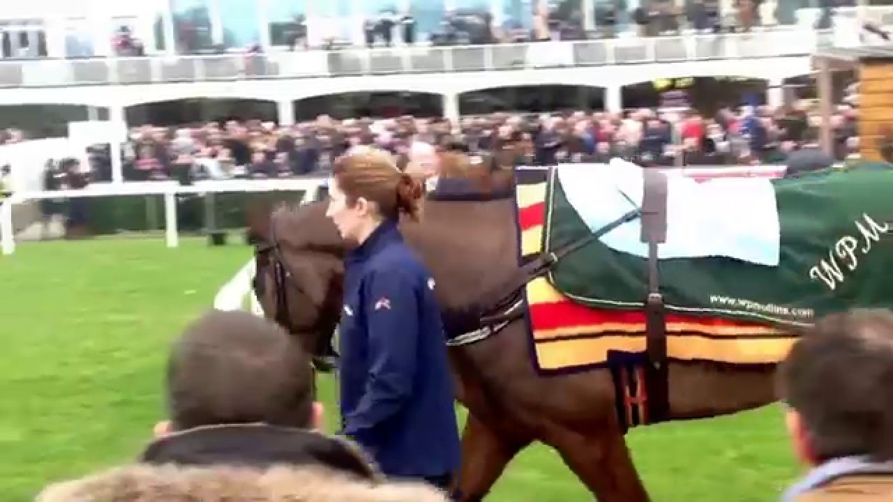 More of Douvan In the parade ring before the Irish Arkle.