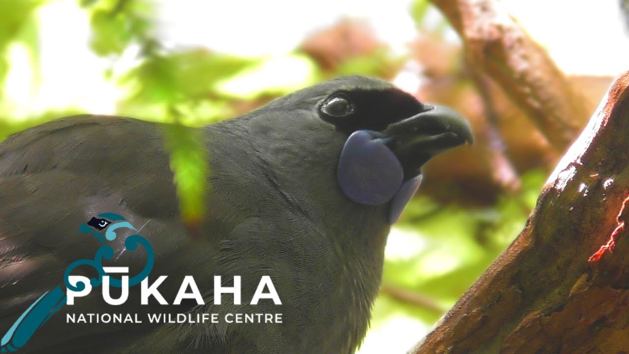 Pūkaha/Mount Bruce National Wildlife Centre
