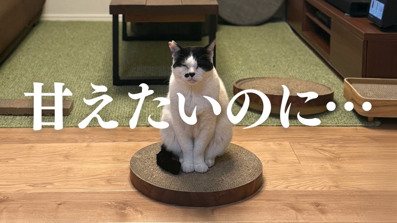 【ちょび髭ズの日常】甘えたいのに甘えきれないマリオ｜猫のいる暮らし