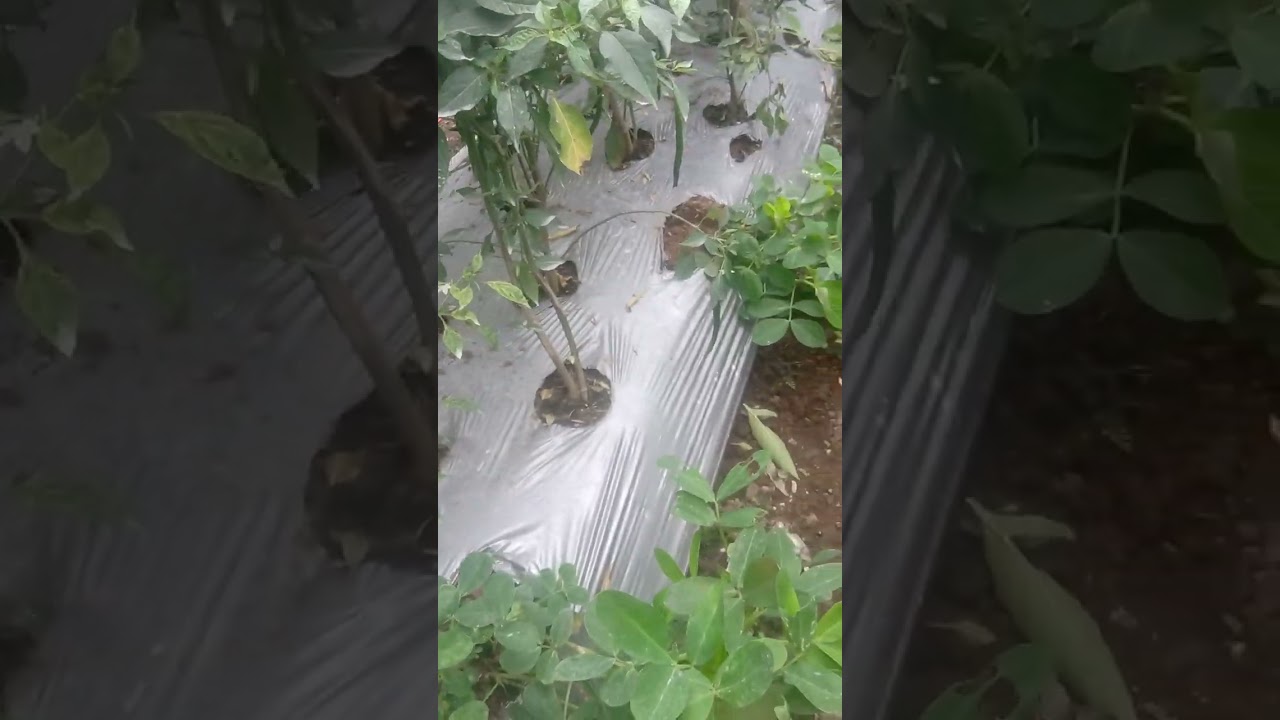 Update perkembangan CMK serayu 87 HST...memasuki masa panen
