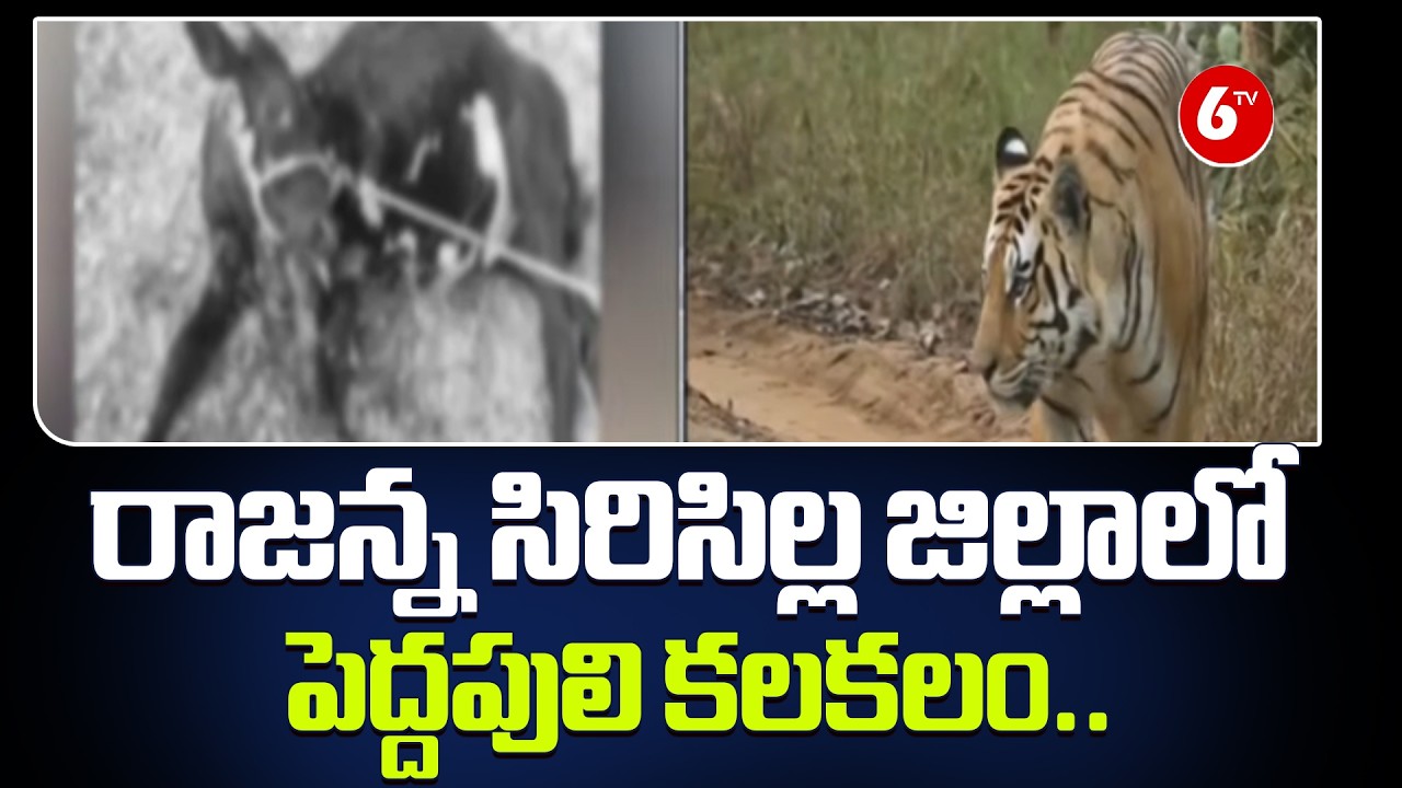🐯🚨 Tiger Terror in Rajanna Sircilla! Massive Panic Grips the District 😱🔥 | 🚨 High Alert! | @6TV