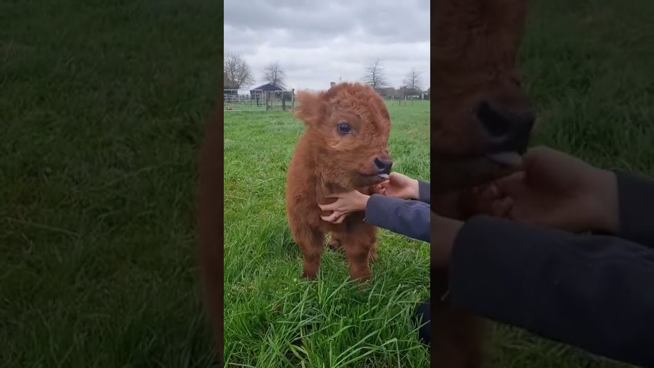 Mini vaca   Mini Muuuu   Mini Cow - Funny and Cute Animals - Animales Graciosos y Tiernos