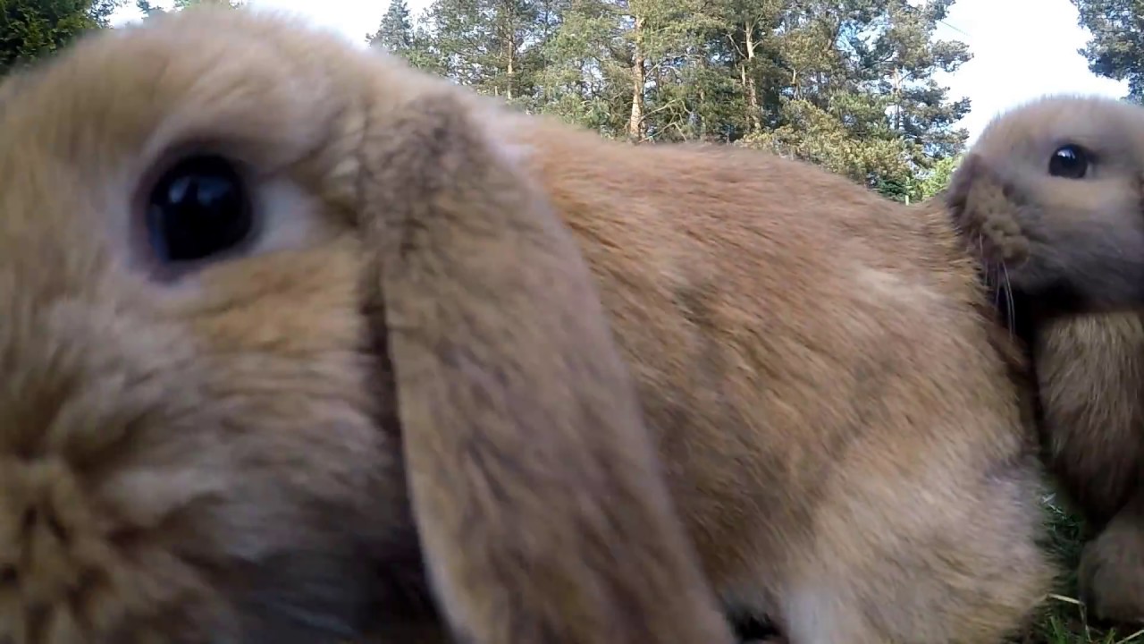 Karmienie królików baranek miniaturka mały baran - mini lop i karzełek teddy