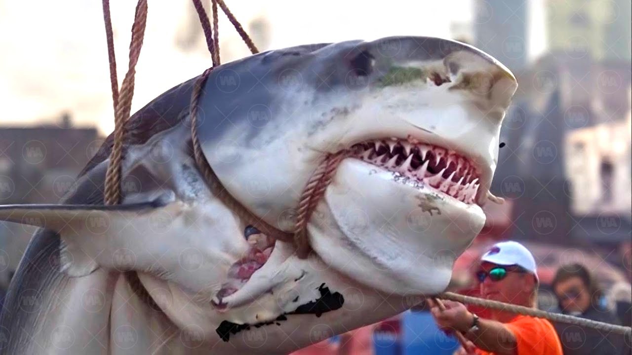 Ça Ressemblait À Un Requin Normal Jusqu'à Ce Que Quelqu'un Le Filme