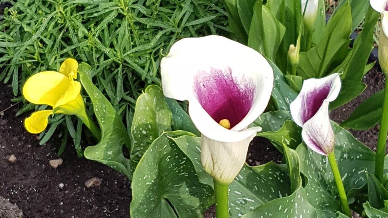 庭园花卉－马蹄莲 Calla Lilly