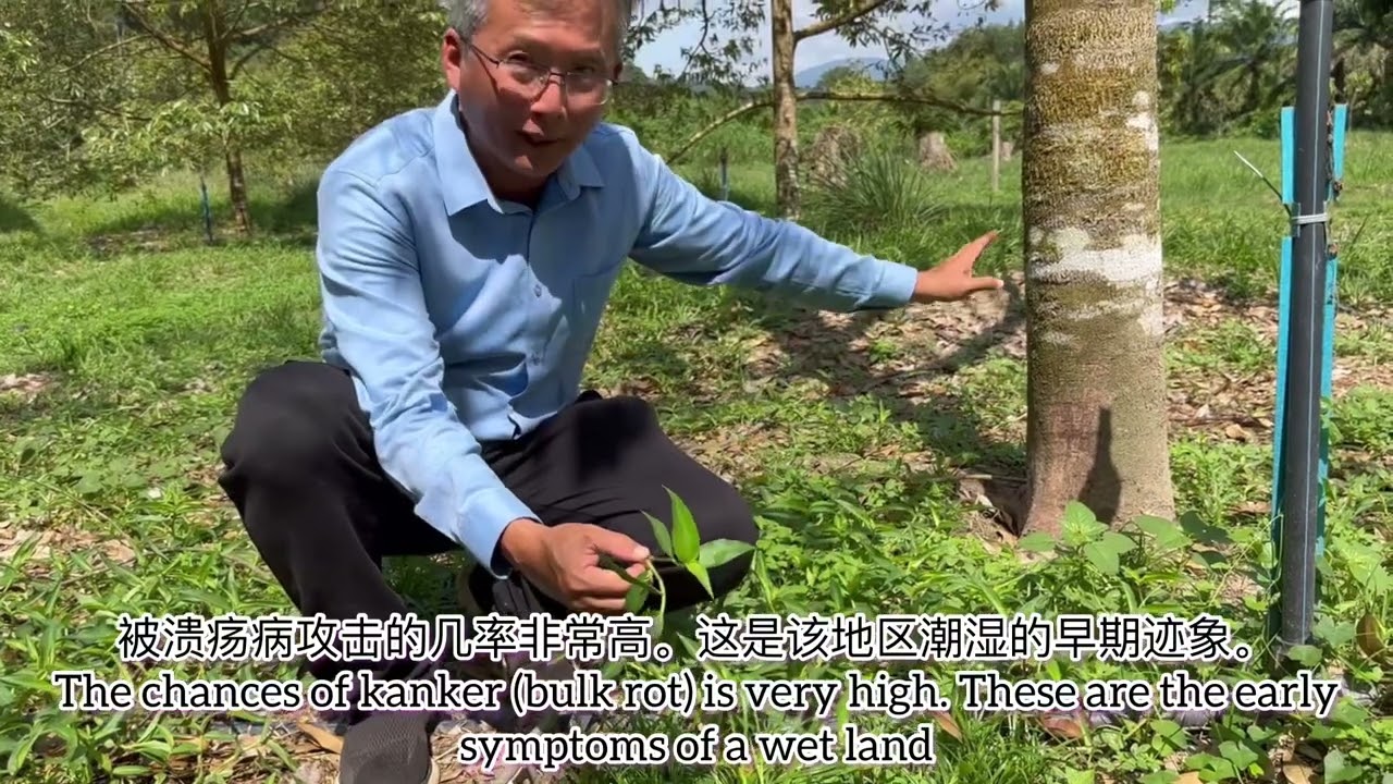 POKOK MATI SATU PERSATU果树一棵一棵地死去Tree die one by one