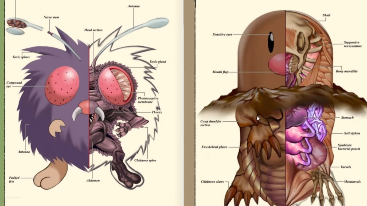 Eu me arrependo de ter estudado a ANATOMIA dos POKÉMONS