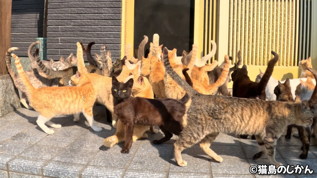 朝ご飯と勘違いして猫達が集まってきた