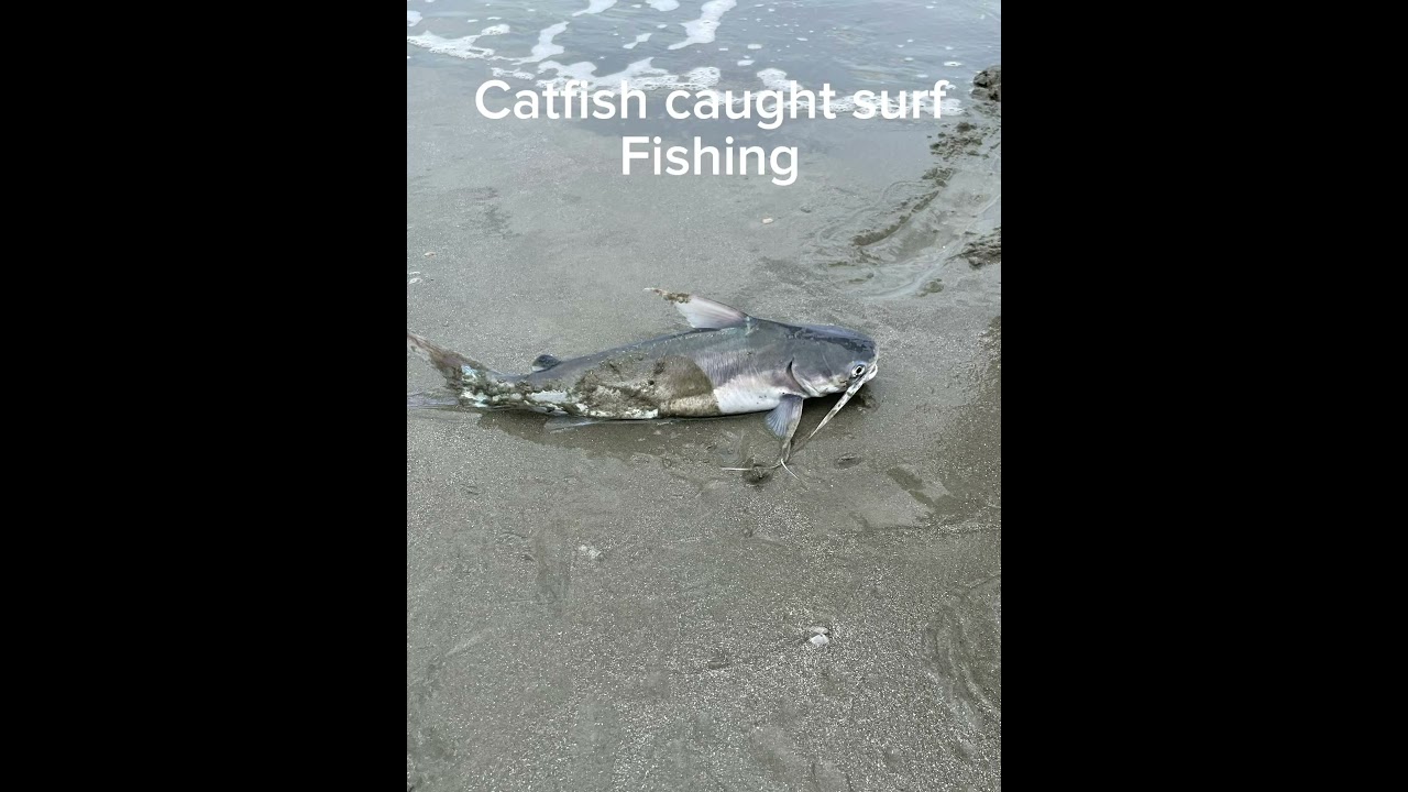 Catfish caught surf fishing #surfishing #fishing #fish #catfish #picture